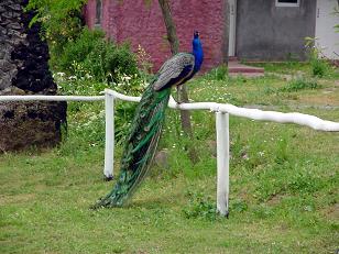 Pavo real